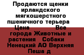 Продаются щенки ирландского мягкошерстного пшеничного терьера › Цена ­ 30 000 - Все города Животные и растения » Собаки   . Ненецкий АО,Верхняя Пеша д.